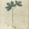Hydrastis canadensis.  (yellow-root).