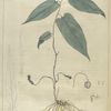Aristolochia serpentaria.  (Virginian snake-root).