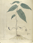 Aristolochia serpentaria.  (Virginian snake-root).