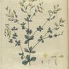 Baptisia tinctoria.  (wild indigo).