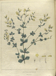 Baptisia tinctoria.  (wild indigo).