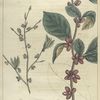 Laurus benzoin.  (spice-wood).