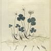 Coptis trifolia.  (gold-thread).