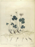 Coptis trifolia.  (gold-thread).