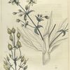 Polygala seneka.  (seneka snake-root).
