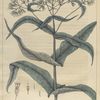 Eupatorium perfoliatum.  (bone-set. thorough wort).