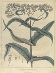 Eupatorium perfoliatum.  (bone-set. thorough wort).