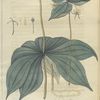 Medeola virginica.  (Indian cucumber).