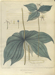 Medeola virginica.  (Indian cucumber).