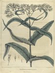 Rubus villosus.  (blackberry).