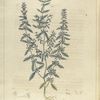 Hedeoma pulegioides.  (pennyroyal).