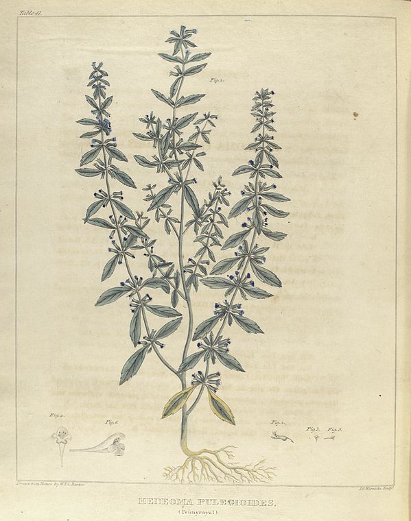 Hedeoma pulegioides. (pennyroyal). - NYPL Digital Collections