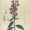 Lobelia cardinalis.  (cardinal plant).