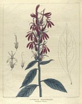 Lobelia cardinalis.  (cardinal plant).