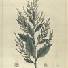 Chenopodium anthelminticum.  (jerusalem oak).