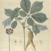 Panax quinquefolium.  (ginseng).