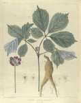 Panax quinquefolium.  (ginseng).