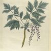 Zanthorhiza apiifolia.  (parsley-leaved yellow-root, or yellow-wort).