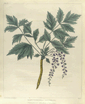 Zanthorhiza apiifolia.  (parsley-leaved yellow-root, or yellow-wort).