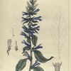 Lobelia siphilitica.  (blue cardinal plant).