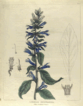 Lobelia siphilitica.  (blue cardinal plant).