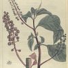 Phytolacca decandra.  (poke).