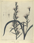 Liatris dubia.  (blue blazing star).