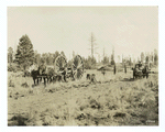 Logging with the big wheels on the Coconino National Forest, Arizona.