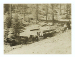 Loading logs on six-horse trucks at end of skid roads, Plumas National Forest, California
