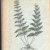 Filix baccifera
