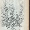 Thlaspi luteum spanospermon