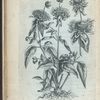 Origanum fistvlosum Canadensis