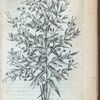 De valeriana