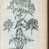 Valeriana vrticæfolia flore albo