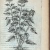 Valeriana vrticæfolia flor violaceo