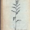 Polygonatum spicatum sterile