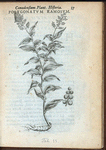 Polygonatum ramosum