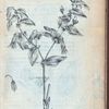 Polygonatum ramosum flore luteo maius