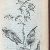 Polygonatum ramosum flore luteo minus