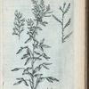 Hedysarum triphyllum Canadense