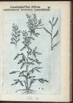 Hedysarum triphyllum Canadense