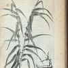 Arundo laconica theophrasti