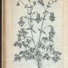 Aquilegia pumila precox Canadensis