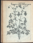 Aquilegia pumila precox Canadensis