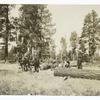 National forest logging. Skidding the logs, Coconino National Forest, Arizona.