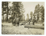 National forest logging. Skidding the logs, Coconino National Forest, Arizona.