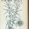 Aster luteus alatus.