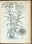 Aster luteus alatus.