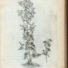 Asteriscus latifolius autumnalis