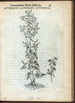 Asteriscus latifolius autumnalis